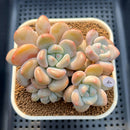 Graptoveria 'Queens Bowl' 3" Succulent Plant Cutting