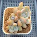 Graptoveria 'Queens Bowl' 3" Succulent Plant Cutting