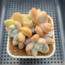 Graptoveria 'Queens Bowl' 3" Succulent Plant Cutting