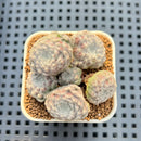 Echeveria 'Coconut Kiss' 1" Setosa Hybrid Succulent Plant Cutting