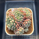 Echeveria 'Pearl Bean' 3" Succulent Plant Cutting