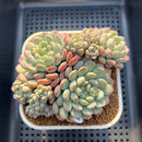 Echeveria 'Pearl Bean' 3" Succulent Plant Cutting