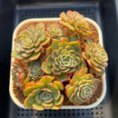 Echeveria 'Sugar Baby' 3" Succulent Plant Cutting