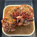 Echeveria 'Yangjin' Crested 3" Succulent Plant Cutting
