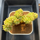 Sedum 'Shangri-La' Crested 4" Succulent Plant Cutting