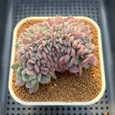 Echeveria 'Juliana Pink' Crested 3" Succulent Plant Cutting