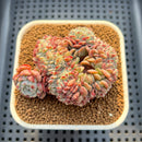 Echeveria 'Raffine' Crested 3" Succulent Plant Cutting
