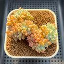 Echeveria 'Sung Young' Crested 3" Succulent Plant Cutting