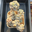 Graptopetalum 'Miul' 5" Succulent Plant Cutting