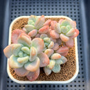 Graptoveria 'Angel Freesia' 3" Succulent Plant Cutting
