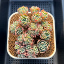 Echeveria 'Adele' 3" Cluster Succulent Plant Cutting