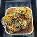 Echeveria 'Sugar Baby' 3" Succulent Plant Cutting