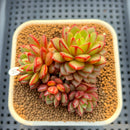 Echeveria 'Fireworks' 2"-3" Succulent Plant Cutting