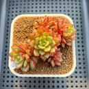 Echeveria 'Fireworks' 2"-3" Succulent Plant Cutting