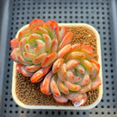 Echeveria 'Starmark' 2" Succulent Plant Cutting