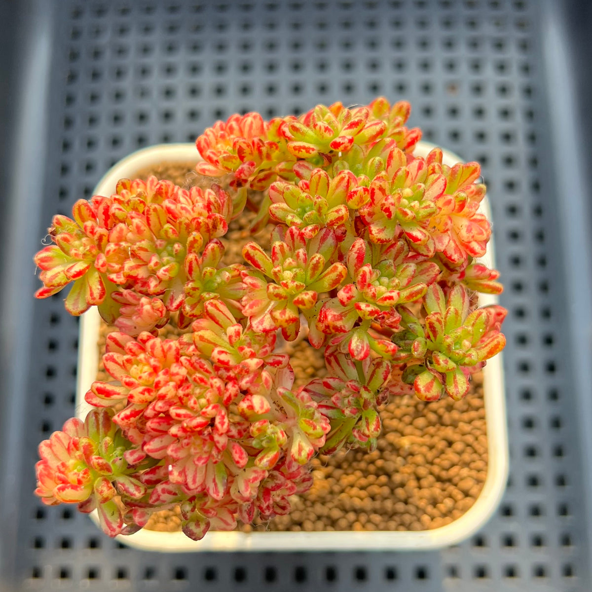 Aeonium Sedifolium Variegated 2" Succulent Plant Cutting