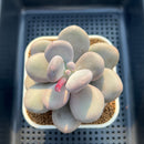 Pachyphytum 'Hong Miin' 2" Succulent Plant Cutting