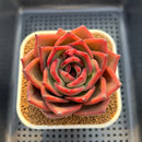Echeveria Agavoides 'Love Heart' 3" New Hybrid Succulent Plant Cutting