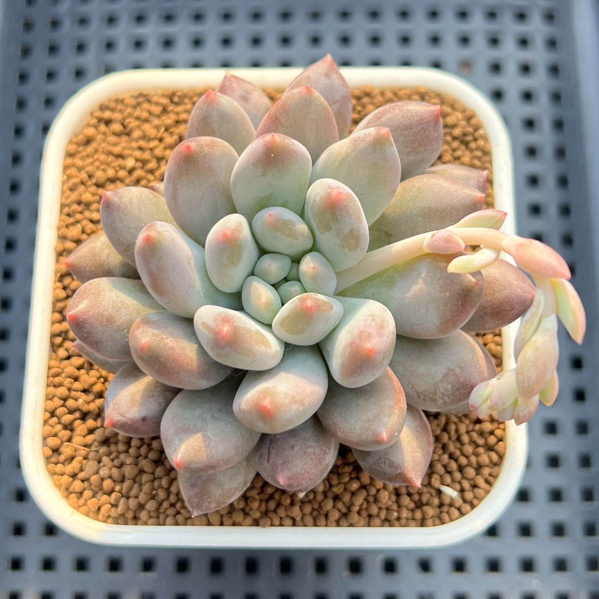 Pachyveria 'Baby Ball' 3" Succulent Plant Cutting