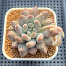Pachyveria 'Baby Ball' 3" Succulent Plant Cutting