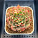 Echeveria Agavoides 'Amestro' Variegated 2"-3" Succulent Plant Cutting