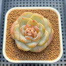 Echeveria 'Bobby Red' 2" New Hybrid Succulent Plant Cutting