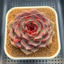 Echeveria 'Black Pearl' 3" Succulent Plant Cutting
