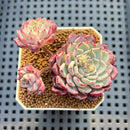 Echeveria 'Sarahime' Cluster 2" Succulent Plant Cutting