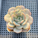 Echeveria 'Ice Cream' 2" Succulent Plant Cutting