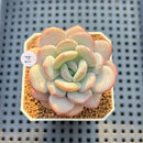 Echeveria 'Ice Cream' 2" Succulent Plant Cutting