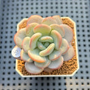 Echeveria 'Ice Cream' 2" Succulent Plant Cutting
