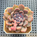 Echeveria 'Purple Stone' 2" Succulent Plant Cutting