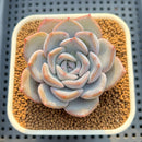 Echeveria 'Pink Panther' 2" Succulent Plant Cutting