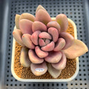 Graptoveria 'Opalina' Variegated 2"-3" Succulent Plant Cutting
