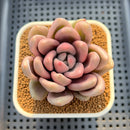 Graptoveria 'Opalina' Variegated 2"-3" Succulent Plant Cutting