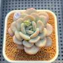 Echeveria 'Ice Cream' 2" Succulent Plant Cutting