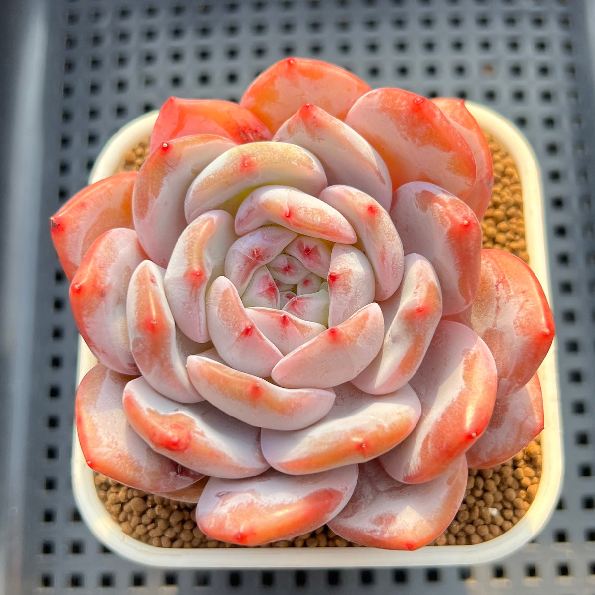 Echeveria 'Sung Young' 2"-3" Succulent Plant Cutting
