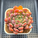 Echeveria 'Vincenzo' 3" Succulent Plant Cutting