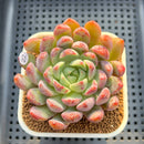 Echeveria 'Vincenzo' 3" Succulent Plant Cutting