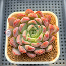 Echeveria 'Vincenzo' 3" Succulent Plant Cutting