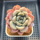 Graptoveria 'Amor Fati' 3" Succulent Plant Cutting