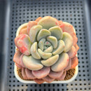 Graptoveria 'Amor Fati' 3" Succulent Plant Cutting