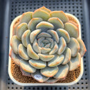 Echeveria 'Cocozen' 2"-3" Succulent Plant Cutting