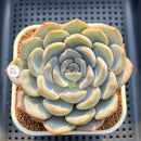 Echeveria 'Cocozen' 2"-3" Succulent Plant Cutting