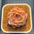 Echeveria sp. 2" Succulent Plant Cutting