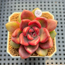 Pachyveria 'Entetee' 3" New Hybrid Succulent Plant Cutting
