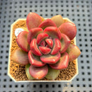 Pachyveria 'Entetee' 3" New Hybrid Succulent Plant Cutting