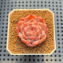 Echeveria 'Watermelon' 1" Succulent Plant Cutting