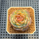 Echeveria 'Pumpkin' Type B 2" Succulent Plant Cutting