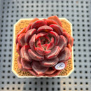 Echeveria 'Blackpink' 2" Succulent Plant Cutting